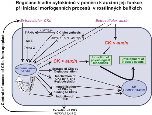 Proposed model of metabolic regulation of cytokinins